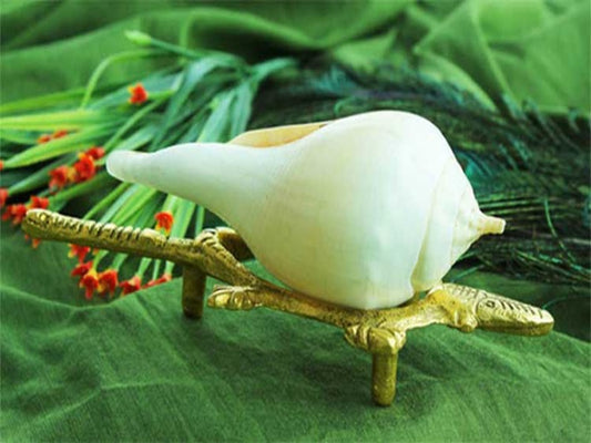 The Significance of Buying a Conch Shell on Diwali and Its Types | Welcome Goddess Lakshmi with the Shankh 🐚🌼