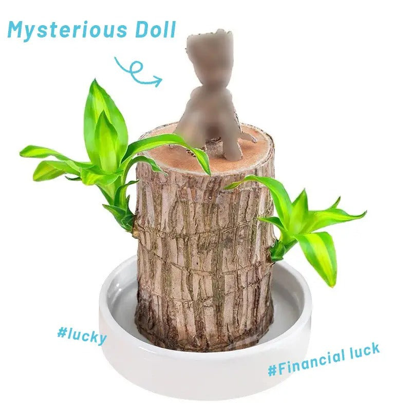 Brazilian Lucky Wood Plant – Your Soil-Free Green Companion!🌿