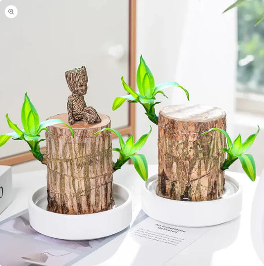 Brazilian Lucky Wood Plant – Your Soil-Free Green Companion!🌿