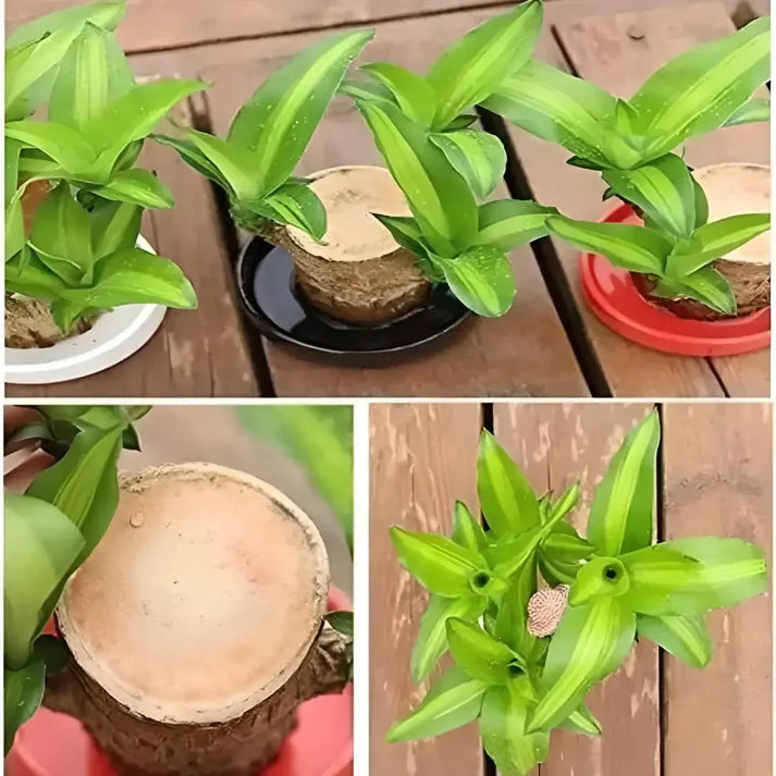 Brazilian Lucky Wood Plant – Your Soil-Free Green Companion!🌿