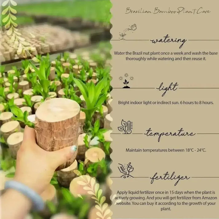 Brazilian Lucky Wood Plant – Your Soil-Free Green Companion!🌿